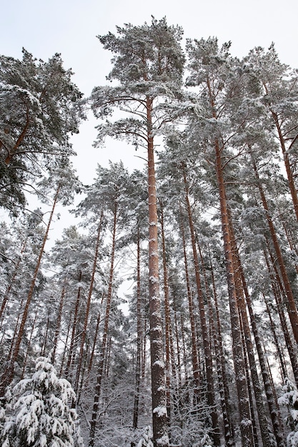 Foto kiefern wachsen im wald