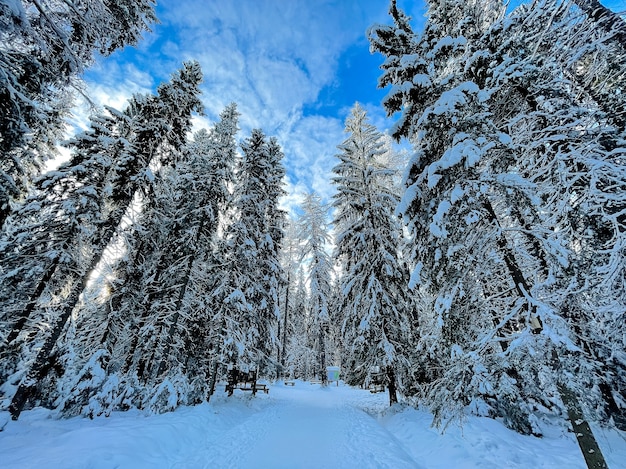 Foto kiefern winter sonnige waldlandschaft.