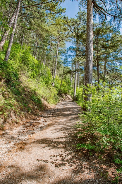 Kiefernbäume auf dem Hang im Nadelbaumwald mit steilen Klippen Fußweg