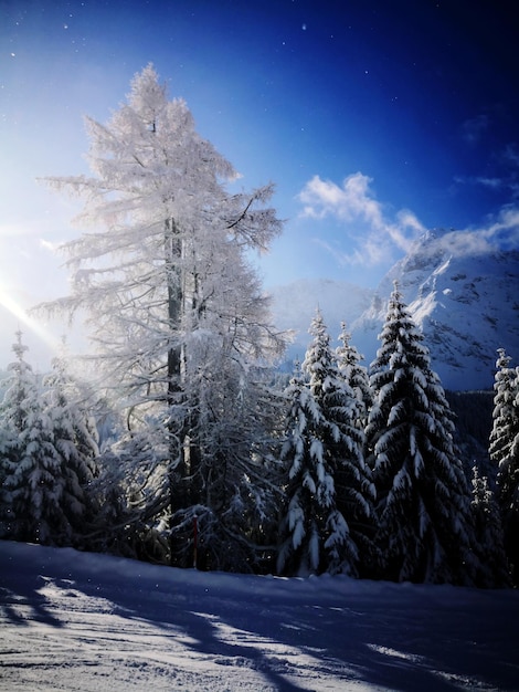 Kiefernbäume auf schneebedecktem Land gegen den Himmel