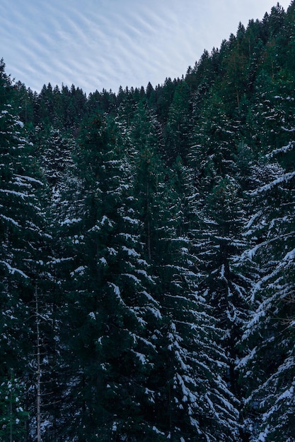 Foto kiefernbäume in einem schneewald