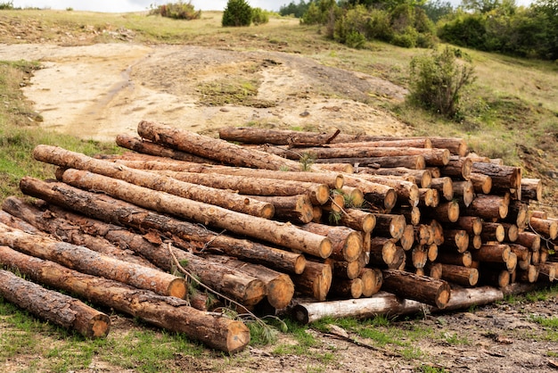 Kiefernholzstämme im Wald