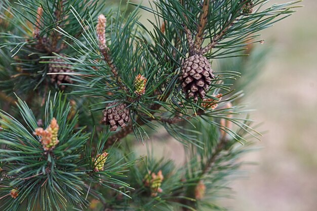 Foto kiefernkegel auf einem baum