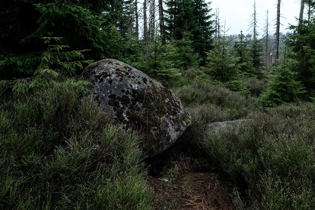 Kiefernkegel auf Felsen im Wald