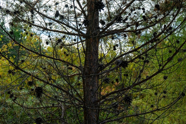 Kiefernkegel Trockene Kiefernkegel kleiner Größe an einem welkenden Baum