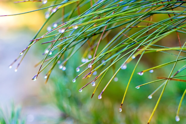 Kiefernnadel mit großen Tautropfen nach Regen