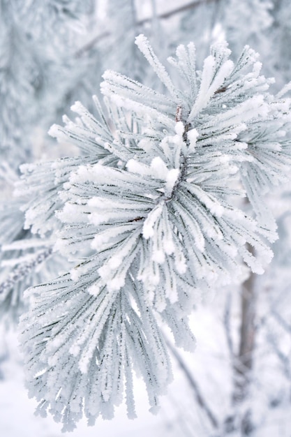 Kiefernnadeln sind nach starkem Nebel und Frost mit Schnee bedeckt.