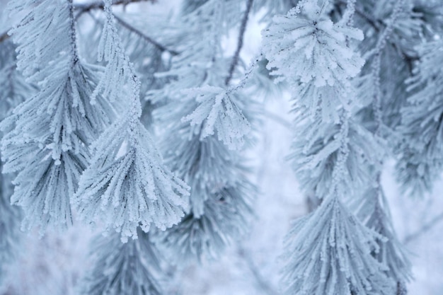 Kiefernnadeln sind nach starkem Nebel und Frost mit Schnee bedeckt.