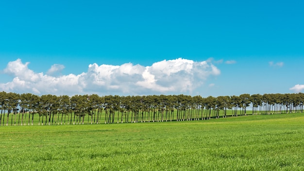 Kiefernpflanzungen auf grünen Farmfeldern