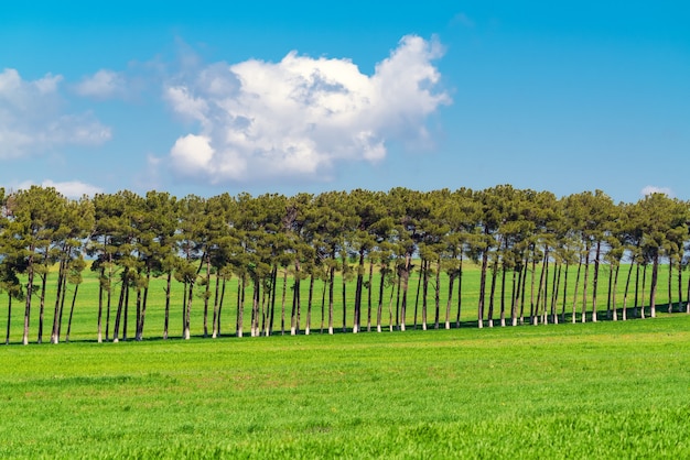 Kiefernpflanzungen auf grünen Farmfeldern