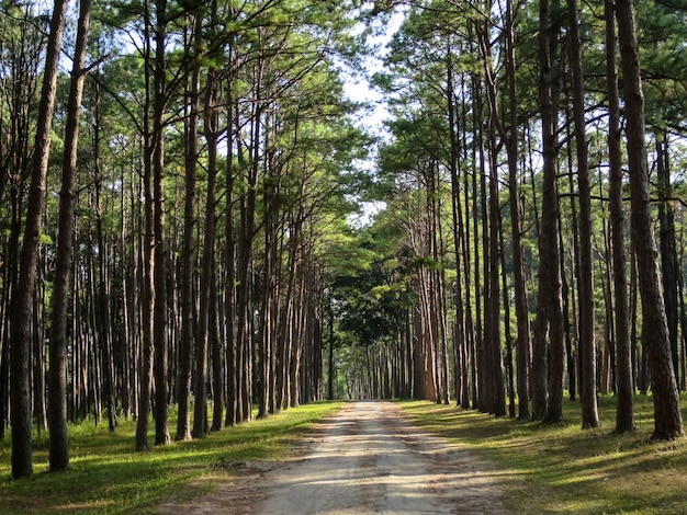 Kiefernreihe entlang natürlicher Fahrbahn im angenehmen Park, Nord von Thailand