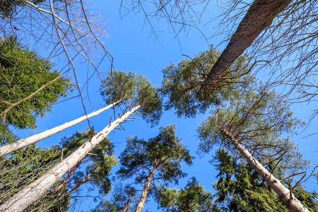 Kiefernspitzen gegen den blauen Himmel