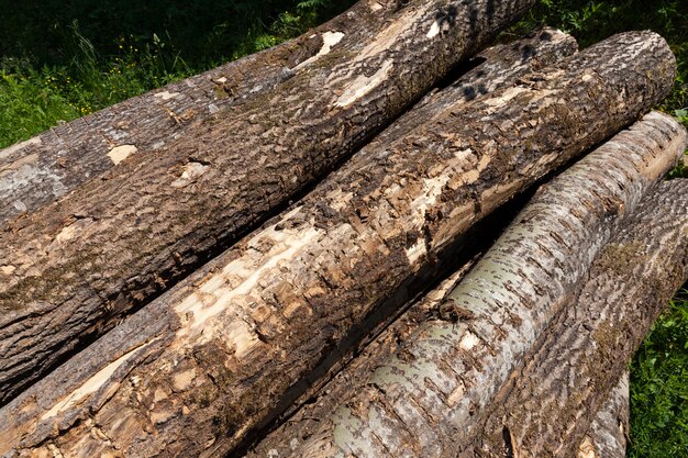 Kiefernstämme im Wald ernten