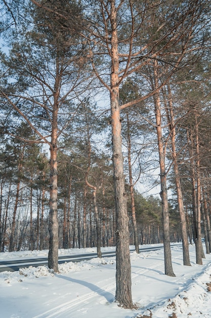 Kiefernstämme im Winter