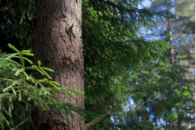 Kiefernstamm mit grünen Tannenzweigen im Wald