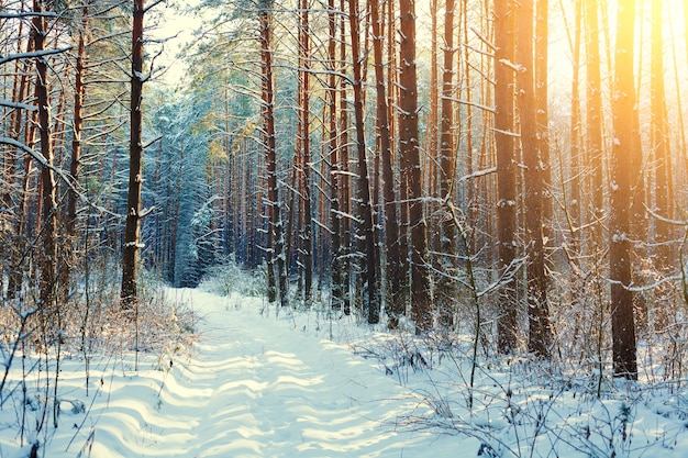 Kiefernverschneiter Wald am sonnigen Tag