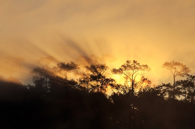 Kiefernwald am Morgen