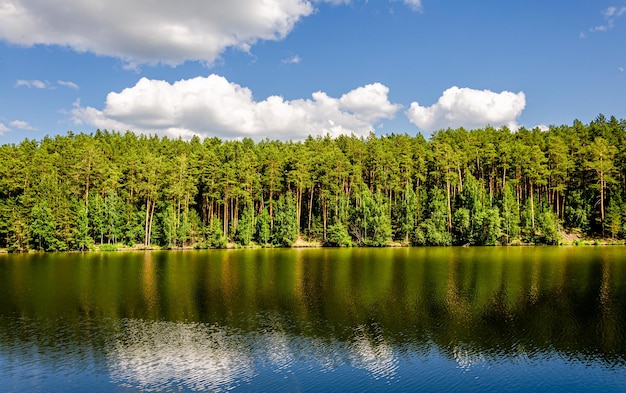 Kiefernwald am Ufer des Sees im Frühjahr.