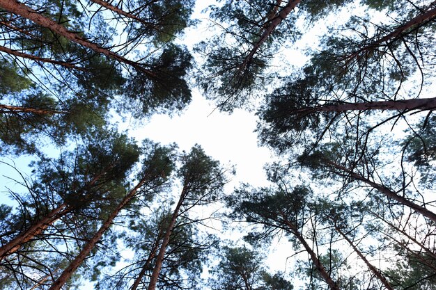 Kiefernwald auf dem Hintergrund der blauen Himmelsansicht von unten nach oben