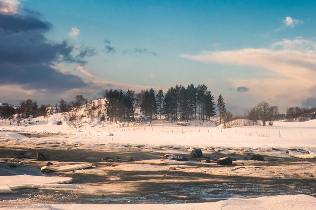 Kiefernwald auf Schneehügel an der Küstenlinie