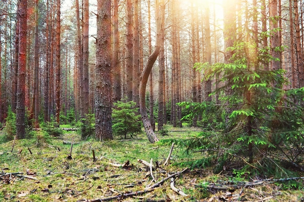 Kiefernwald Bäume im Wald Tannenzweige mit Zapfen Blendung der Sonne