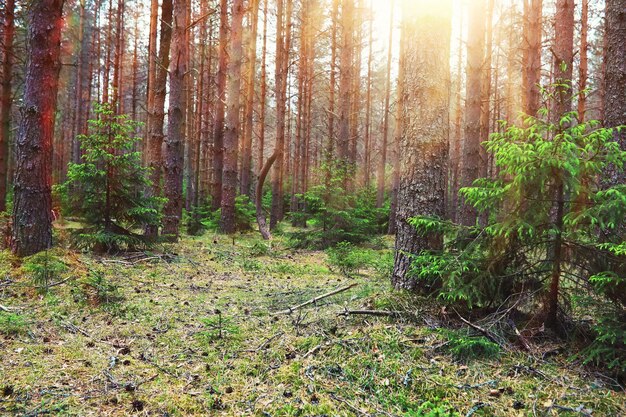 Kiefernwald Bäume im Wald Tannenzweige mit Zapfen Blendung der Sonne