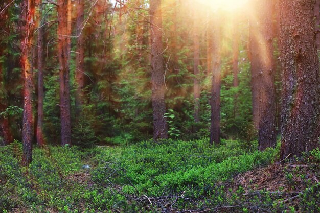 Kiefernwald Bäume im Wald Tannenzweige mit Zapfen Blendung der Sonne