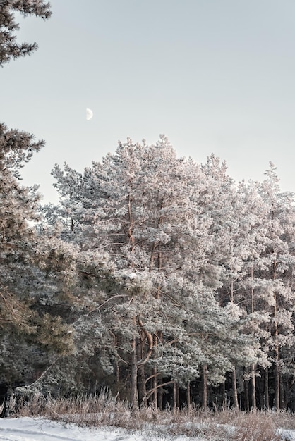 Kiefernwald Die Nadeln und das Gras sind mit Frost Winterlandschaft bedeckt