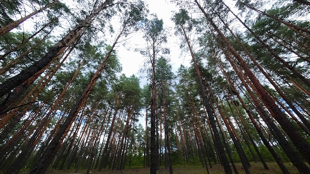 Kiefernwald glatte Säulen, Kiefern wachsen und strecken sich in den Himmel