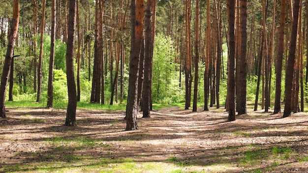 Kiefernwald Hintergrund