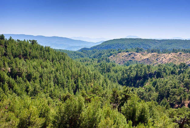 Kiefernwald im Berggebiet der Türkei Ein Bild des Kiefernwaldes im Berggebiet in der Westtürkei