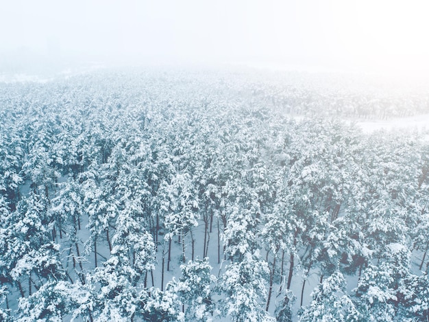 Kiefernwald im Schnee