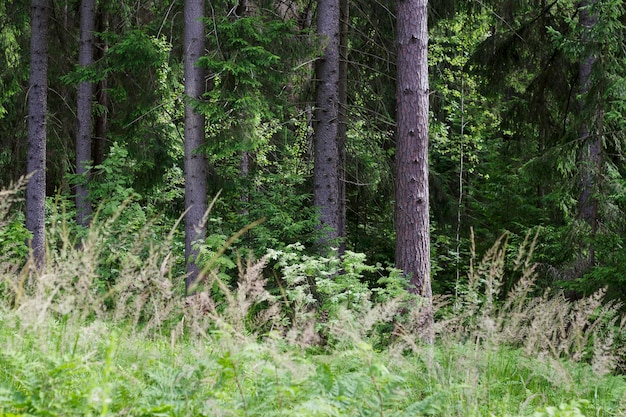 Kiefernwald im sonnigen Sommertag als wilder Naturhintergrund