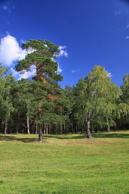 Kiefernwald im Ural