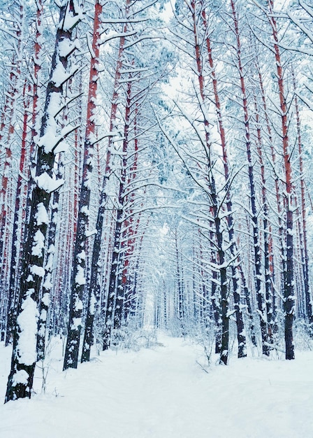 Kiefernwald im Winter. Hohe Bäume mit Schnee bedeckt