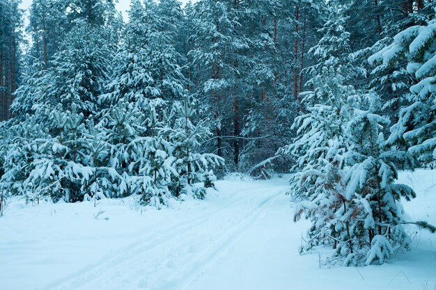 Kiefernwald im Winter mit Schnee bedeckt