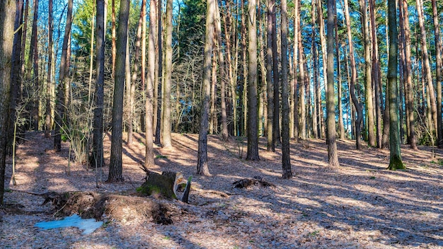 Kiefernwald im zeitigen Frühjahr Bäume Waldstreu