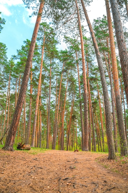 Kiefernwald im zeitigen Frühjahr