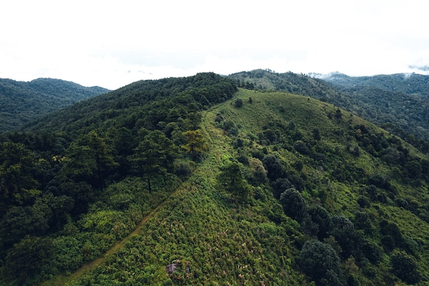 Kiefernwald in den Bergen morgens über der Drohne