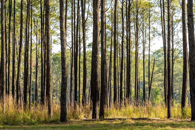 Kiefernwald in Nord-Thailand