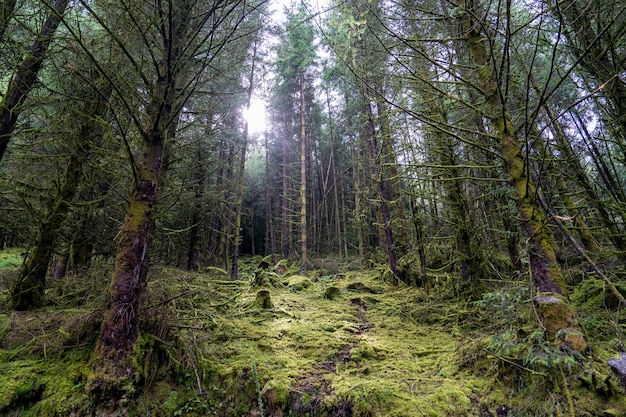 Kiefernwald in Wicklow Weg.