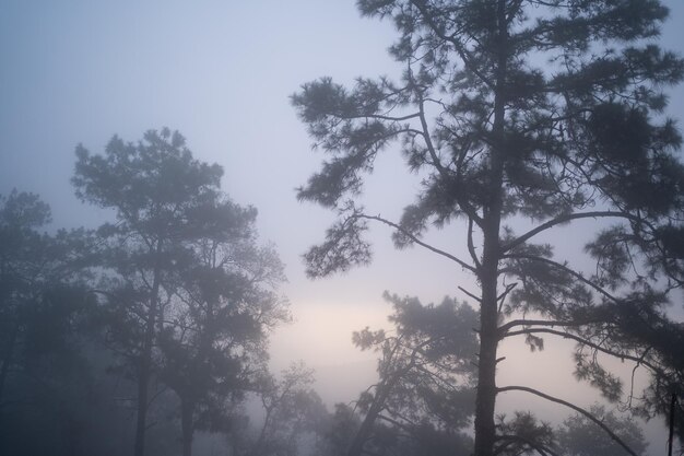 Kiefernwald mit dichtem Nebel