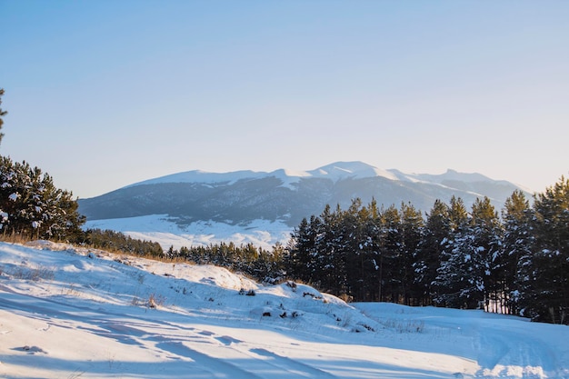 Kiefernwald mit Schnee bedeckt im Hintergrund des Berges