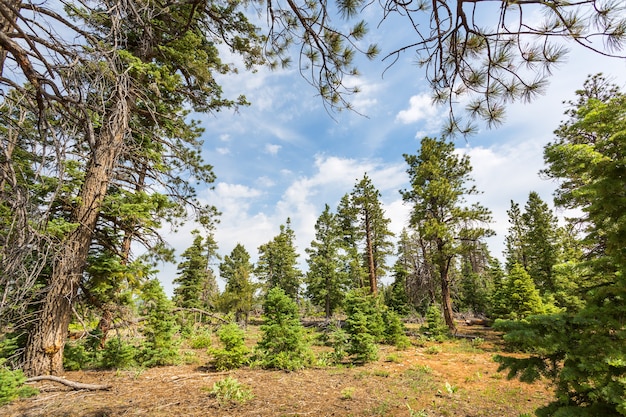 Kiefernwald mit trockenem Boden am Bryce Canyon