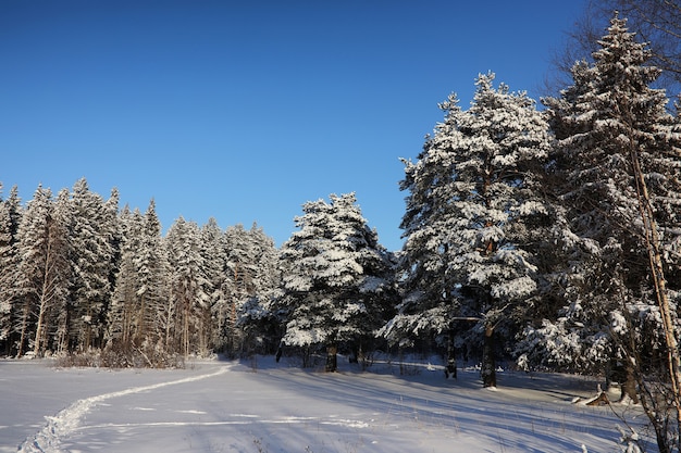 Kiefernwald nach einem schweren Schneesturm an einem sonnigen Wintertag