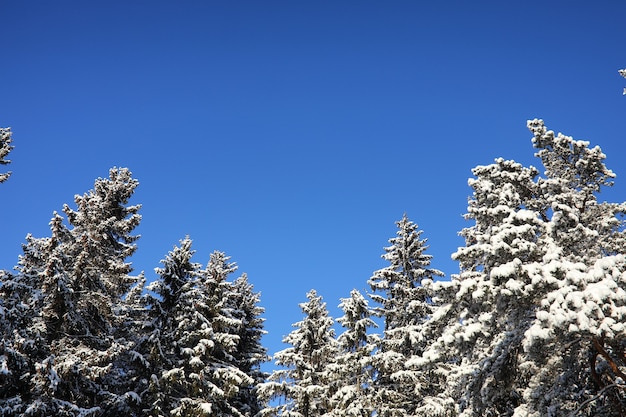 Kiefernwald nach einem schweren Schneesturm an einem sonnigen Wintertag