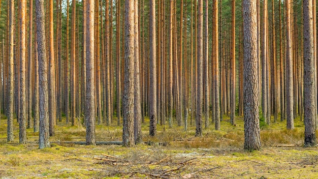 Kiefernwald Nahaufnahme, selektiver Fokus