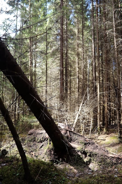 Kiefernwald. Tiefen eines Waldes. Reise durch Waldwege. Bäume ohne Laub im zeitigen Frühjahr. Trekking durch das Reservat.