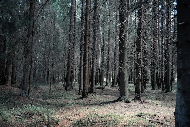 Kiefernwald. Tiefen eines Waldes. Reise durch Waldwege. Bäume ohne Laub im zeitigen Frühjahr. Trekking durch das Reservat.