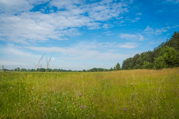 Kiefernwald über blauem Himmel